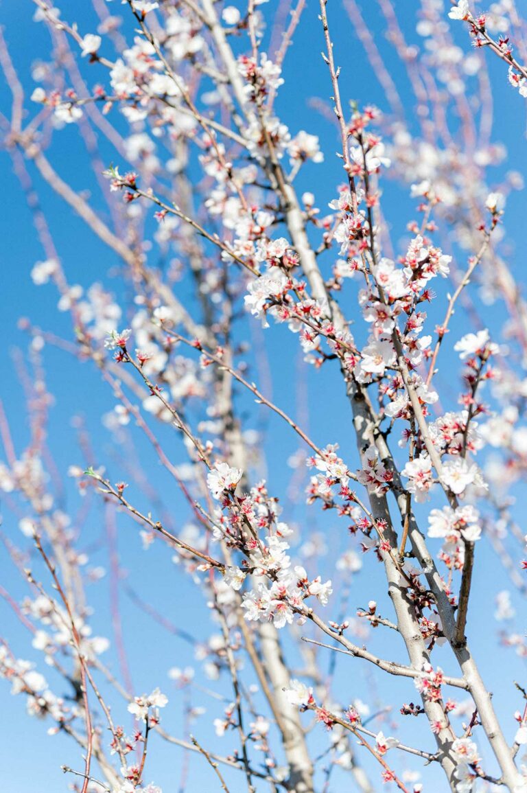 wedding planner var Bastide de Blacailloux